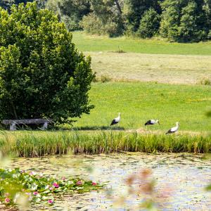 Cigognes au bord de l'étang©D.Lett